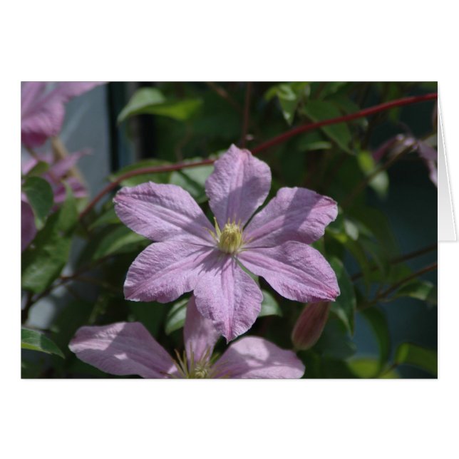 Nelly Moser Clematis 2009 (Anverso (Horizontal))
