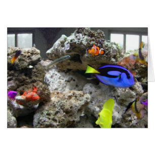 Nemo con su cuadrilla