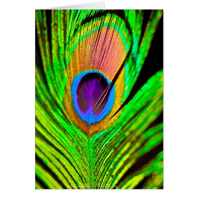 Neon Colors Peacock Feather (Frente)