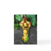 Nepenthes, Ilustracion de planta de cocina