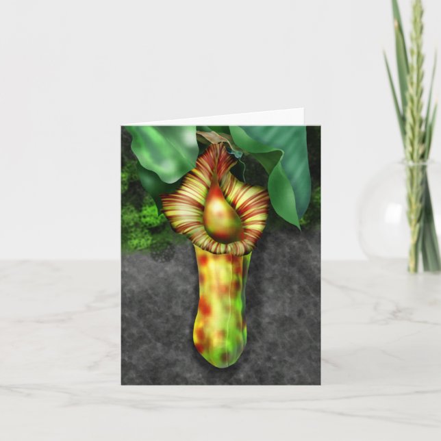 Nepenthes, Ilustracion de planta de cocina (Anverso)