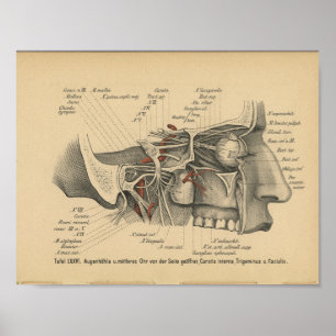 Nervios faciales de la impresión de la anatomía