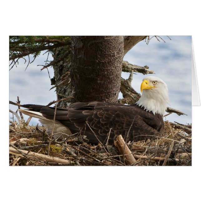 Nesting Bald Eagle (Anverso (Horizontal))