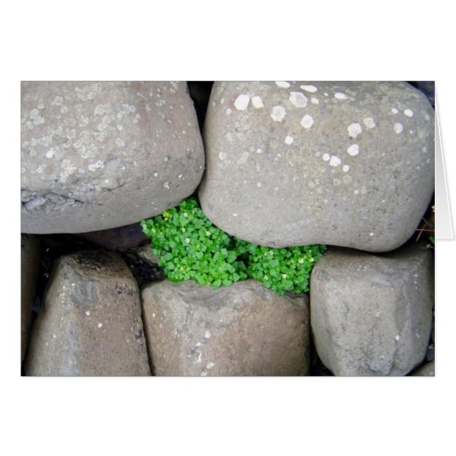 Nestle (Anverso (Horizontal))