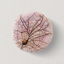 Neurona de Hippocampal - botón y Pin