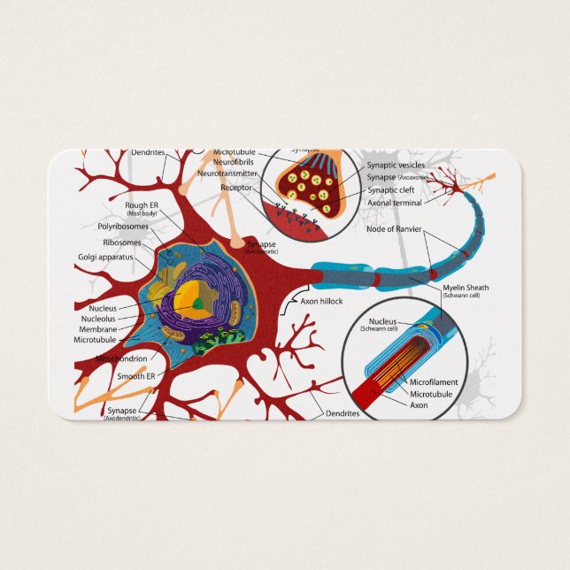Neuronas celulares saludables (Frente)