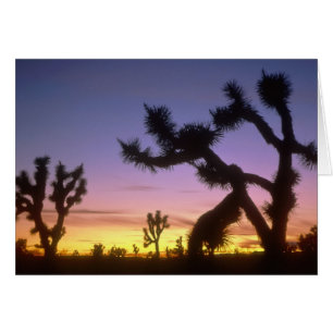 NEVADA. EE. UU. Árboles de Josué Yucca brevifolia)