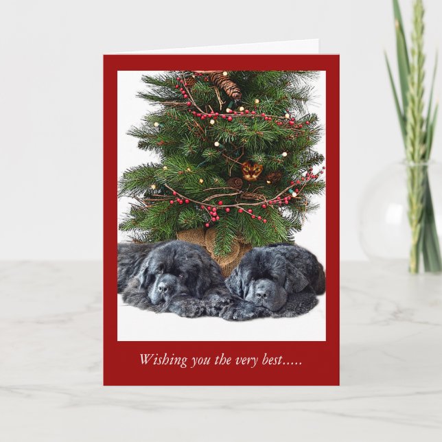 Newfies y el gato del navidad (Anverso)