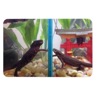 Newts que alcanzan hacia fuera el imán