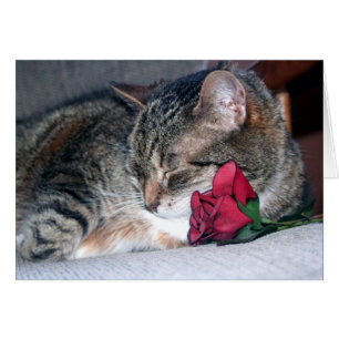 Nicky y un Rosa