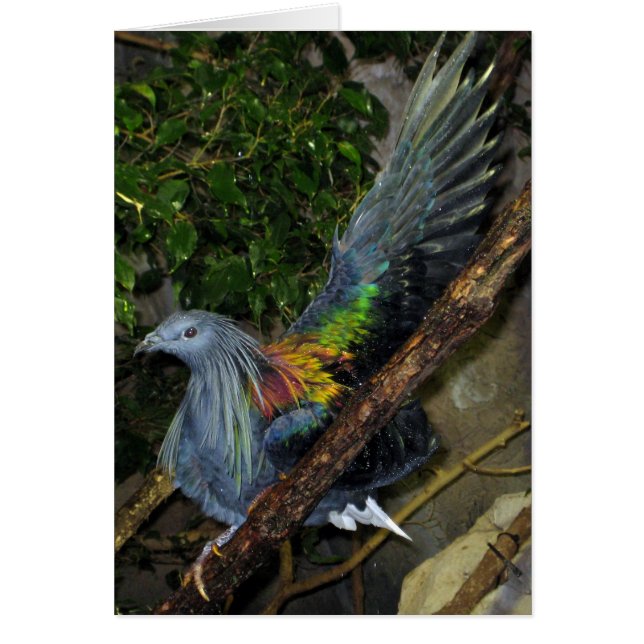 Nicobar Pigeon Wave (Frente)