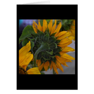 Niebla de girasol