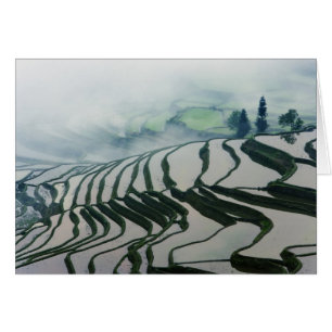 Niebla de la mañana sobre campos del arroz