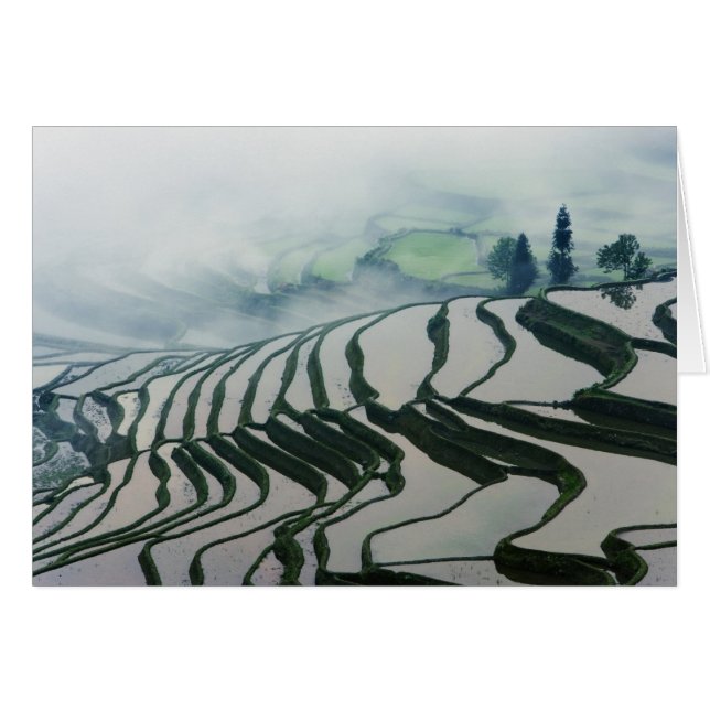 Niebla de la mañana sobre campos del arroz (Anverso (Horizontal))