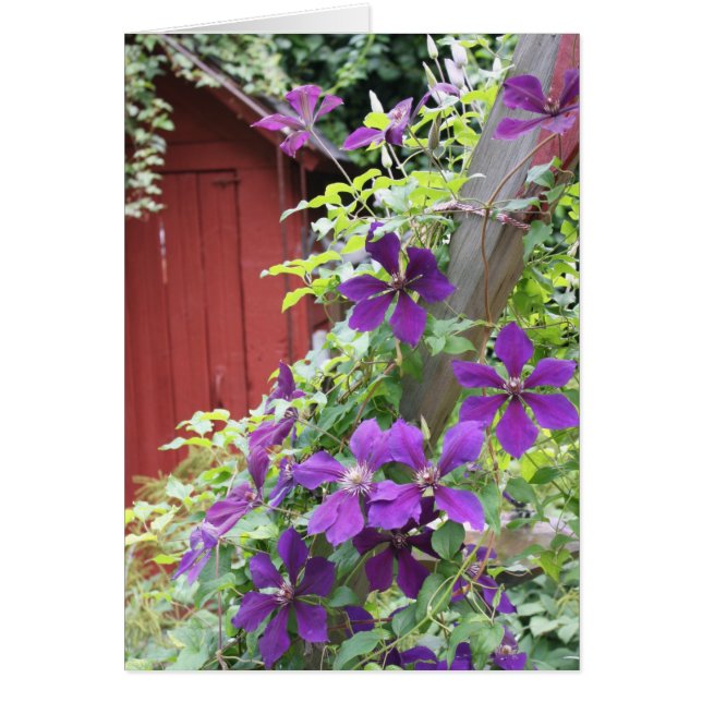 Niebla de verano morada (Frente)