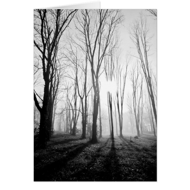 Niebla del bosque (Frente)