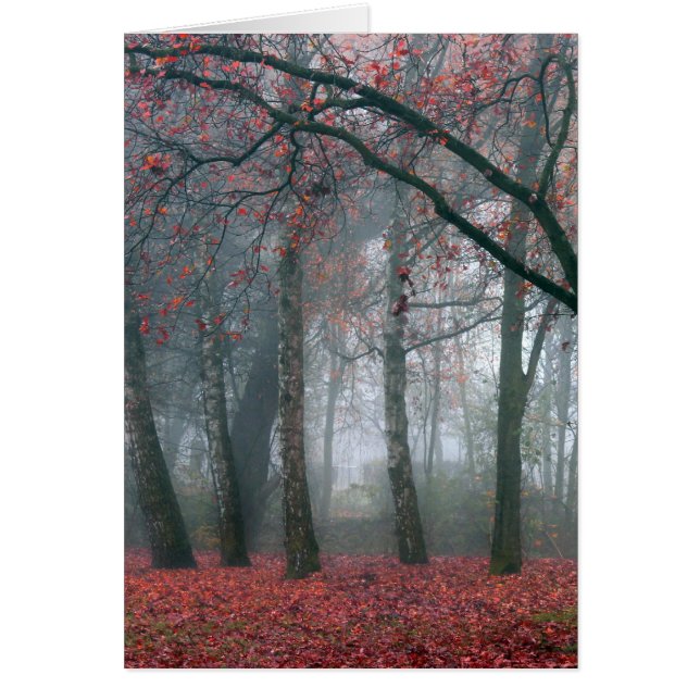 Niebla en el bosque otoñal con hojas rojas (Frente)