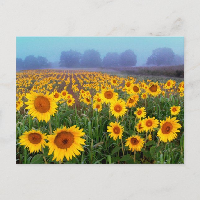 Niebla levadura , postal (Anverso)