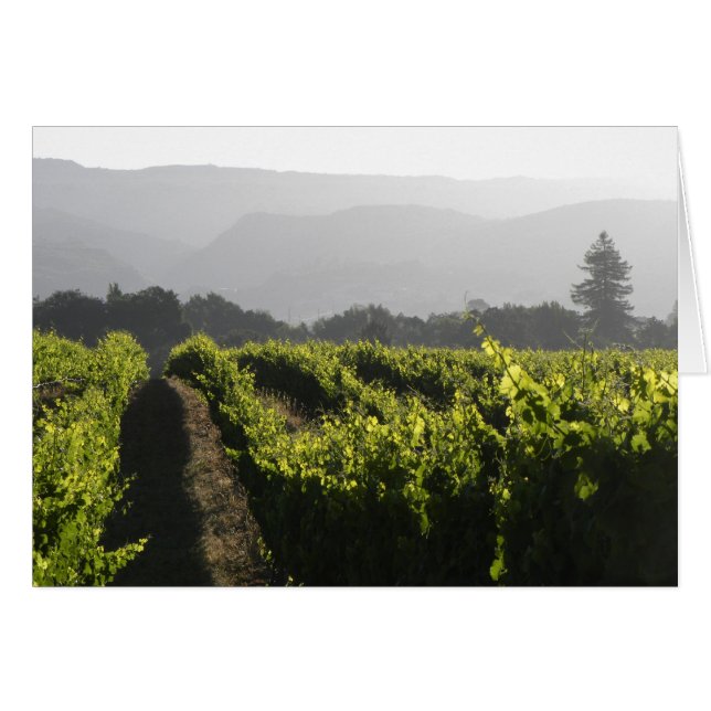 Niebla matutina de Napa (Anverso (Horizontal))