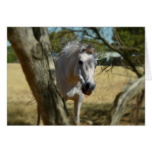 Nieve blanca el caballo,_