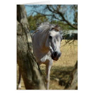 Nieve blanca el caballo,_