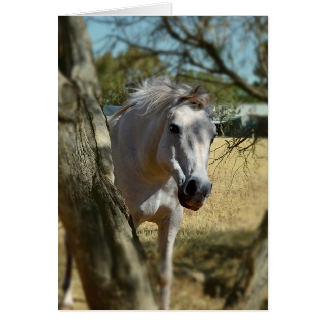 Nieve blanca el caballo,_ (Frente)