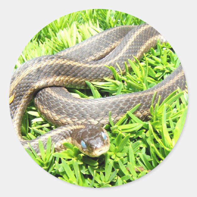 Nieve de ojos azules ~ pegatina (Anverso)