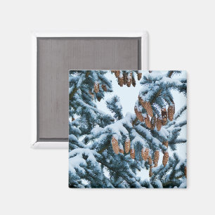 Nieve en el imán de los pinos