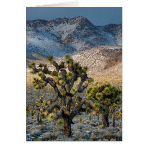 Nieve En El Valle De La Muerte