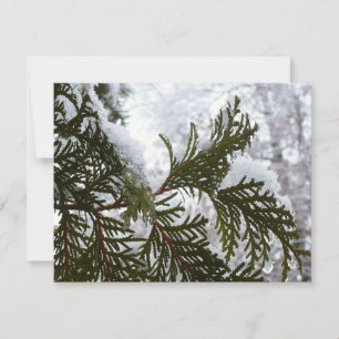 Nieve en ramas verdes