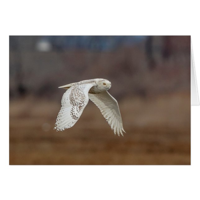 Nieve en vuelo (Anverso (Horizontal))