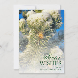 Nieve fresca sobre agujas de pino