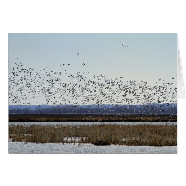 Nieve: Geese despegando en la vida silvestre Squaw (Anverso (Horizontal))