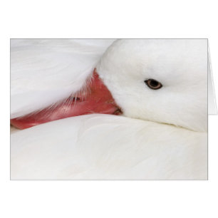 Nieve Goose Chen caerulescens