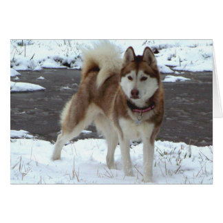 Nieve Husky
