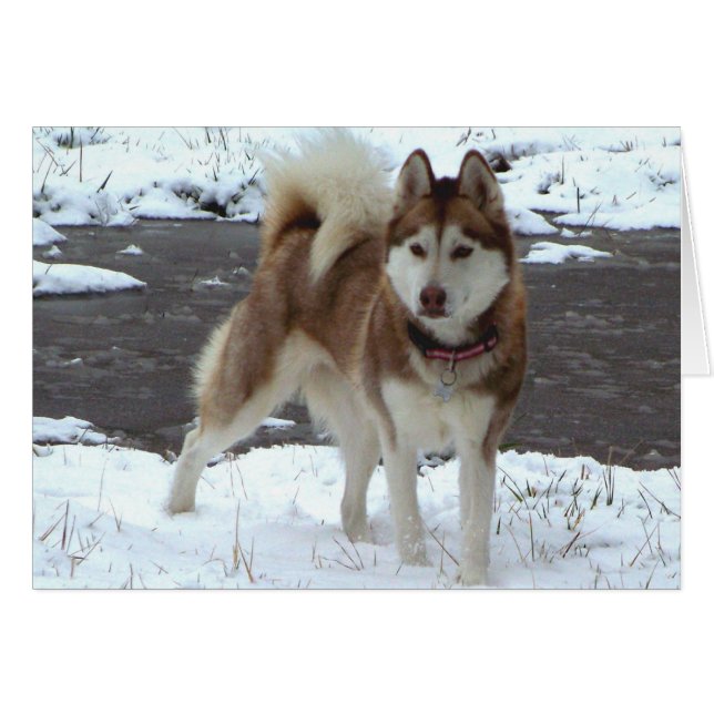 Nieve Husky (Anverso (Horizontal))