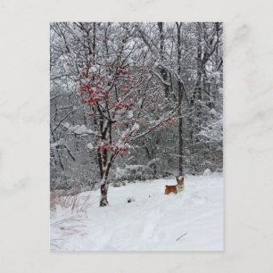 Nieve temprana: Postal del Corgi