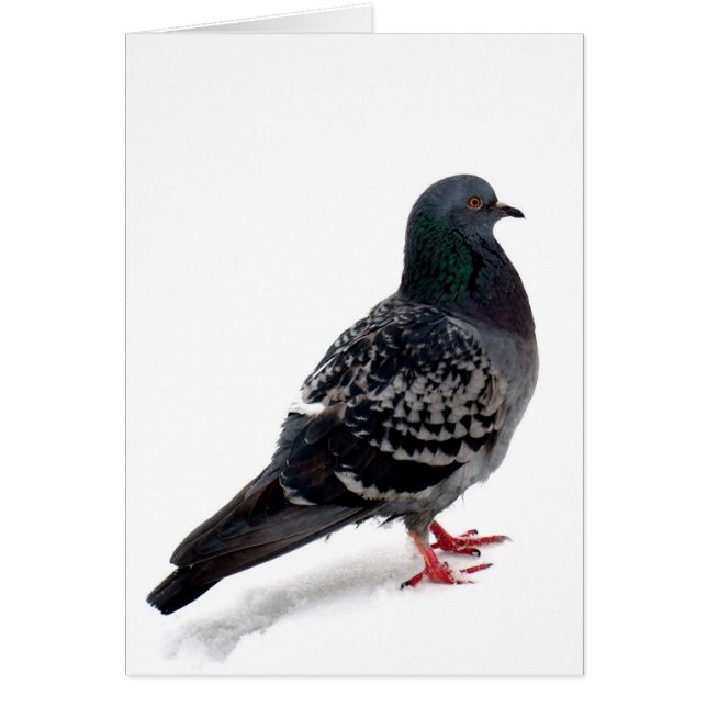 Nieve y pichón (Frente)