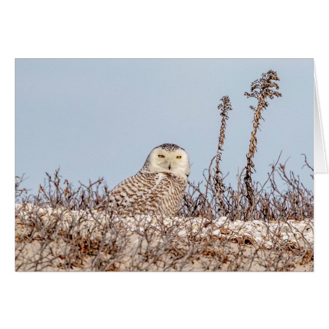 Nieves en la playa (Anverso (Horizontal))