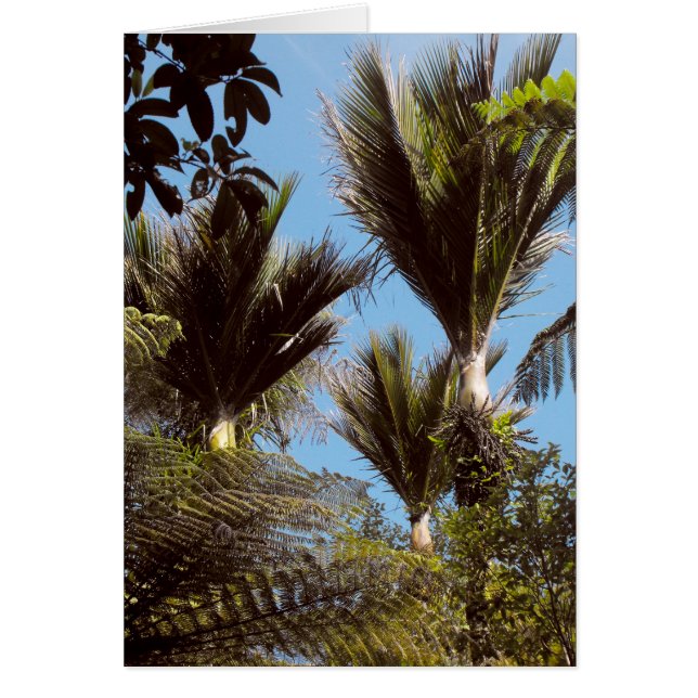 Nikau Palm (Frente)