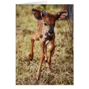 Niña de 3 días Nyala venado