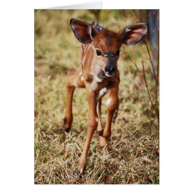 Niña de 3 días Nyala venado (Frente)