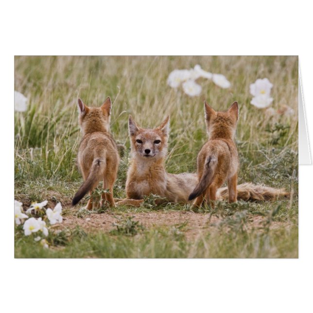 Niña de Swift Fox (Vulpes velox) con (Anverso (Horizontal))