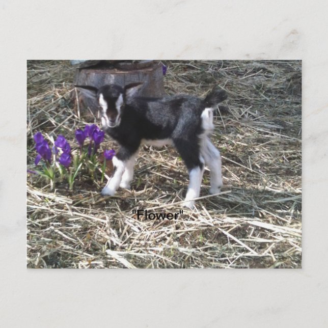 Niña llamada postal de flor (Anverso)