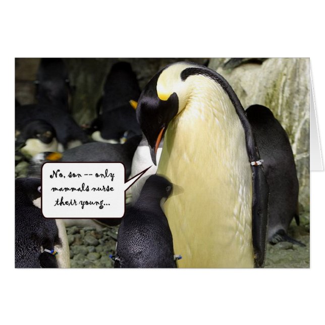 Ningún pingüino libre del almuerzo (Anverso (Horizontal))