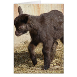 Niño de cabra de chocolate