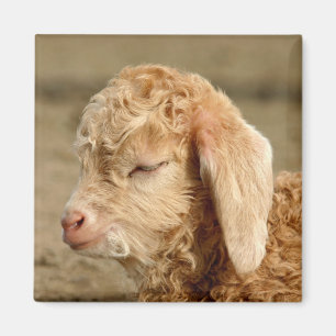 Niño de la cabra del angora - imán