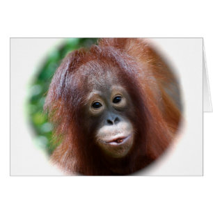 Niño del orangután