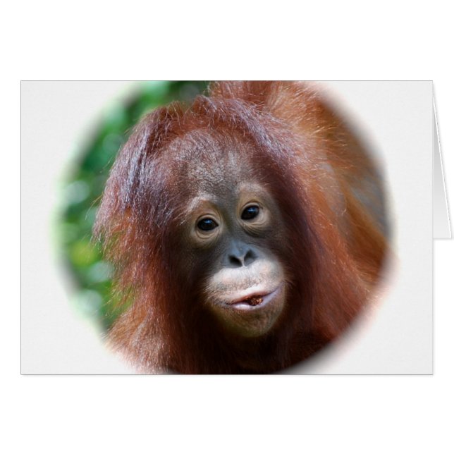 Niño del orangután (Anverso (Horizontal))