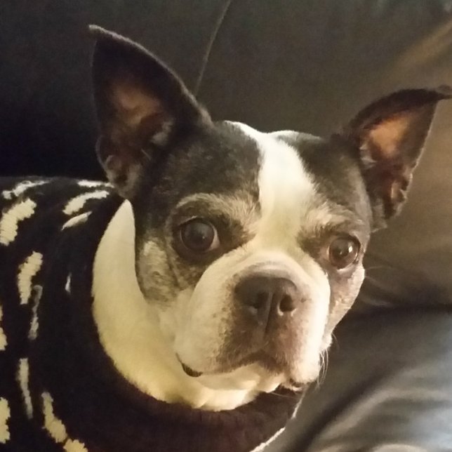 Niños cristianos divertidos rompecabezas bíblicos (Subido por el creador)